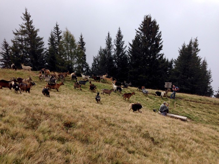 Mahd-Alm, Wanderung im Hirzerwandergebiet IV