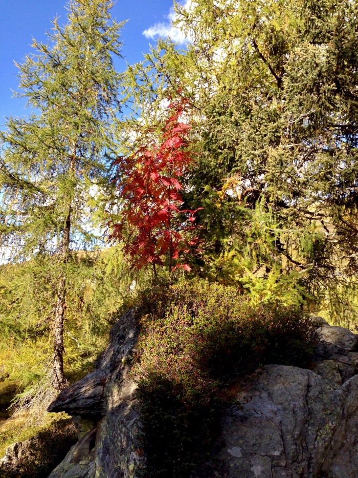 Mahd-Alm, Trentino, Südtirol