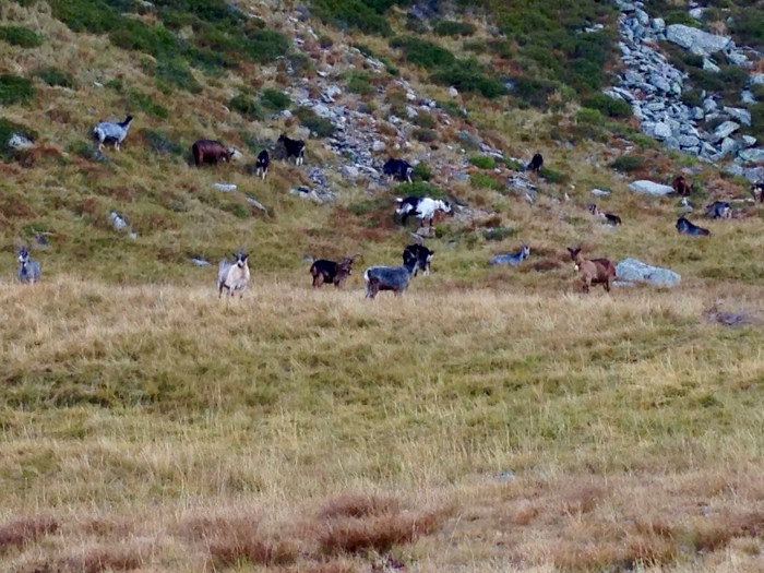 Mahd-Alm, Wanderung im Hirzerwandergebiet IV