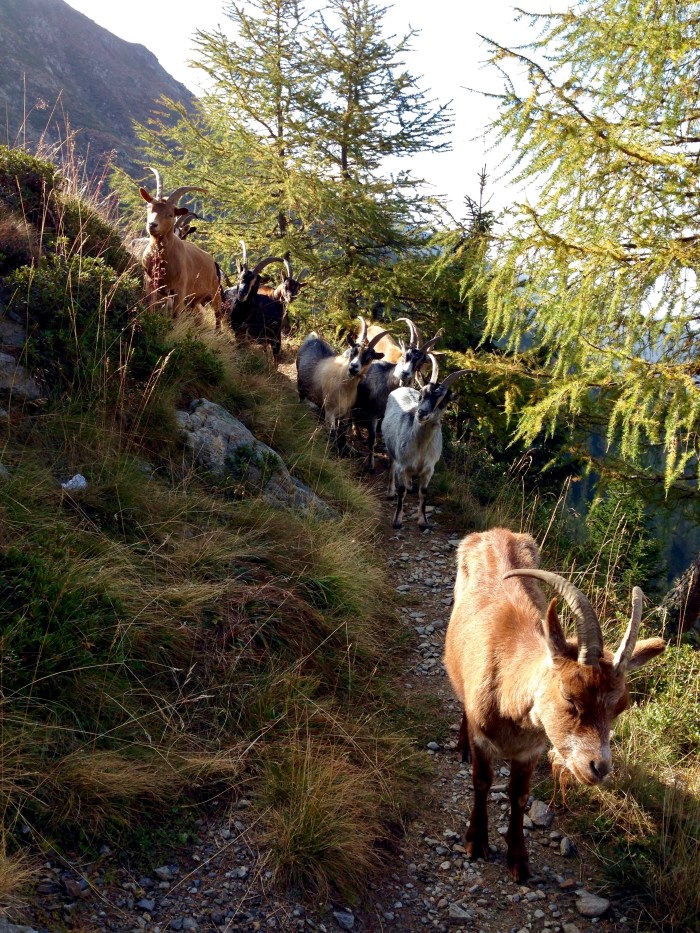 Mahd-Alm, Wanderung im Hirzerwandergebiet IV