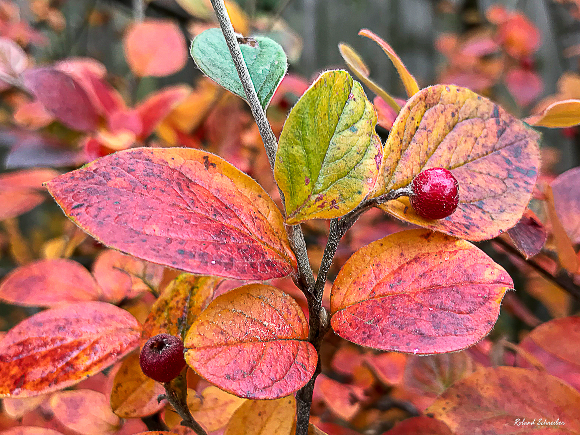 Mein erfolgreicher Beitrag zum Herbst&nbsp;Fotowettbewerb